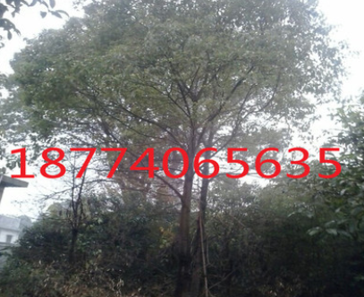湖南長沙供應(yīng)10-15公分全冠香樟常綠性風(fēng)景樹高度300cm香樟樹全冠
