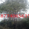 湖南長沙供應(yīng)10-15公分全冠香樟常綠性風(fēng)景樹高度300cm香樟樹全冠