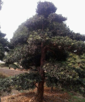 8-10-12--15-20-25公分造型羅漢松樹樁盆景出售常綠風(fēng)景樹苗木