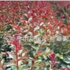 湖南長沙樂慧苗圃供應紫薇樹苗木園林綠化苗木紫薇樹樁直銷基地