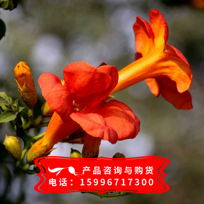 熱銷凌霄花庭院爬藤植物 火紅色美國凌霄 凌霄花 包成活基地發(fā)貨