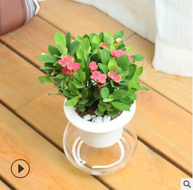 海棠花花卉觀花盆栽水培植物室內重瓣長壽花水養客廳四季金枝玉葉