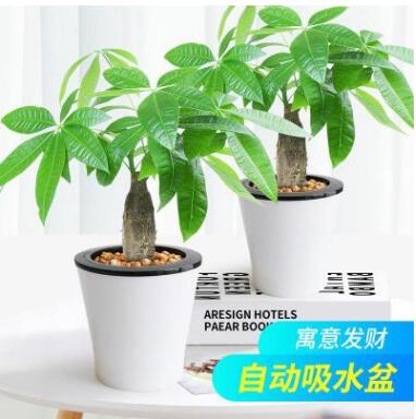 發財樹真花盆栽辦公室內水培植物庭院客廳水養懶人花