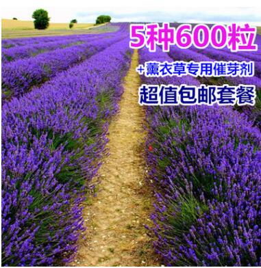法國普羅旺斯薰衣草種子四季種易活庭院陽臺盆栽室內花籽開花不斷