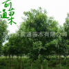 基地大量供應1--20cm大葉女貞樹 高桿大葉女貞 行道綠化園林植物 舉報