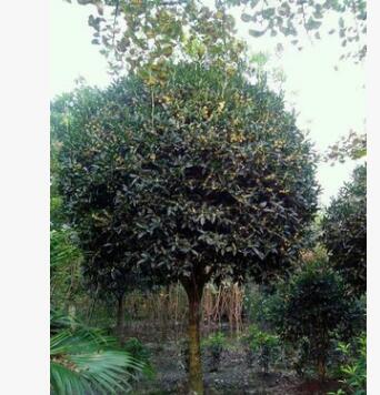 23公分桂花樹價格 桂花樹23公分