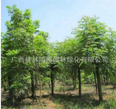 特價供應馬褂木 截桿馬褂木 馬褂木景觀樹 可做庭院布置