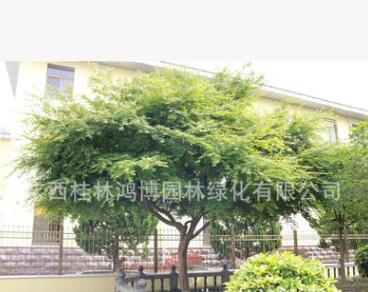 熱銷推薦青楓樹苗 工程綠化苗木青楓 青楓苗木批發(fā)