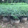 胡椒木清香木盆景 驅蚊草 四季常青清香 清香木 防蚊子盆栽綠植