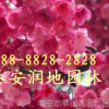 19公分櫻花價格/山東關山晚櫻花樹價格