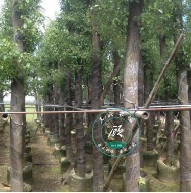 香樟樹 綠化苗木樹苗 綠籬道路樹木龍腦樟樹香樟苗驅(qū)蚊樹大小規(guī)格