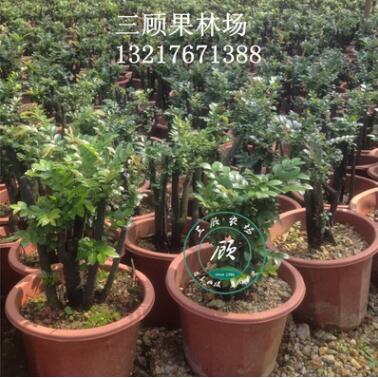 花卉盆景室內(nèi)盆栽小葉紫檀黑骨茶熟樹樁綠植室內(nèi)觀徑觀葉植物客廳