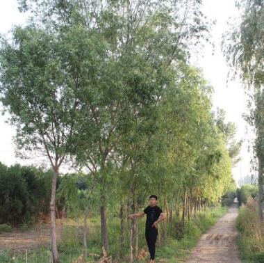 苗木基地直售柳樹批發 綠化樹青皮垂柳 易成活 青垂黃垂旱直柳