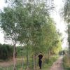 苗木基地直售柳樹批發(fā) 綠化樹青皮垂柳 易成活 青垂黃垂旱直柳