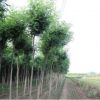 基地直售欒樹樹苗 黃山欒苗北京欒 綠化行道樹木工程綠化苗木