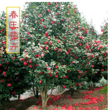 室內(nèi)庭院盆栽 茶花樹(shù)苗 觀花盆景 花卉植物 綠籬用苗