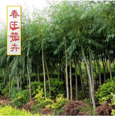 基地柳樹(shù)批發(fā) 柳樹(shù)苗風(fēng)景樹(shù) 行道樹(shù) 地徑2-30公分 綠化工程樹(shù)