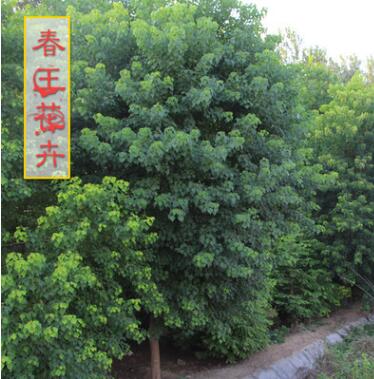 烏桕樹(shù)苗價(jià)格 綠化工程 烏桕樹(shù)苗銷售 行道樹(shù) 規(guī)格2-20公分