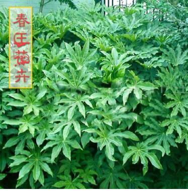 30cm高的八角金盤 綠化苗木工程苗 八角金盤小苗綠籬用苗