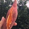 福建正宗六鰲沙地紅蜜薯新鮮甜地瓜農家現挖紅心番薯 5斤裝大薯