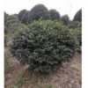 供應茶梅球、茶花、紅葉石楠球、無刺構骨球等綠化苗