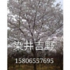 山東染井吉野基地，山東青島染井吉野小苗 基地，山東早櫻，青島染井吉野高桿櫻花
