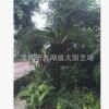 批發精品蘇鐵盆栽鐵樹盆景 福建蘇鐵價格 大蘇鐵樹報價