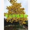 福建批發黃花風鈴木 黃花風鈴木價格 多花風鈴木報價 風鈴木基地