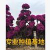 福建紫花造型三角梅樁頭 福建三角梅樹樁樁景 造型三角梅盆景