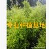 盛大園藝批發行道樹黃金寶樹 福建精品黃金香柳價格