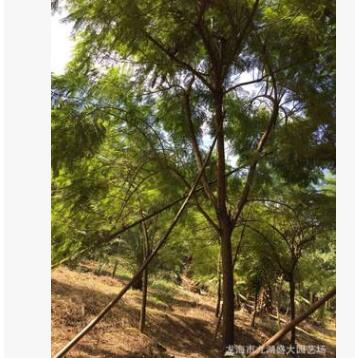 福建批發行道樹藍花楹 福建園林綠化藍花楹價格