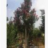 福建高檔別墅綠化紫薇樹樁頭 批發精品紫薇樹樁