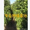 福建漳州批發垂葉榕 精品園林綠化行道樹垂葉榕