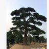 福建批發四川日本造型羅漢松