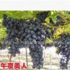 大粒無核不需激素處理品種 午夜美人葡萄苗