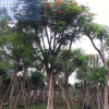 精品鳳凰木，鳳凰木移植苗袋苗基地供應 全冠鳳凰木 精品紅花楹
