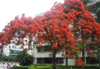 福建精品鳳凰木，鳳凰木移植苗袋苗基地 全冠鳳凰木 精品紅花楹 舉報(bào) 本產(chǎn)品支持七天無(wú)理由退貨
