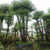 供應香樟樹