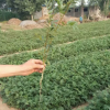 花椒苗 大紅袍花椒苗 易成活 產量高 掛果早 舉報