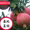 石榴苗 泰山紅石榴苗 突尼斯軟籽石榴苗 果大味甜 產量高 舉報