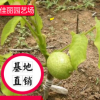 山東核桃苗基地 嫁接核桃苗 現挖現賣 基地直銷 成活率高