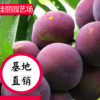 李子苗 品種齊全 抗病能力強 掛果早 產量高