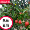 玉露香梨樹苗 秋悅梨樹苗 黃金梨樹苗 基地直銷 掛果早產量高