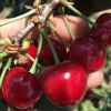 美早櫻桃新鮮紅燈雷尼櫻桃大果順豐包郵預售5月20日發貨產地直銷