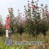 出售木槿小苗 地徑3- 10公分 優質的木槿樹苗 木槿花 基地發貨