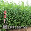 綠葉水蠟小苗 高45以上 優質的綠化工程苗 綠葉水蠟基地發貨