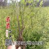 批發灌木綠化苗木 綠籬苗 黃刺玫樹苗價格株高 綠化工程小苗