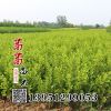 小葉黃楊苗 瓜子黃楊苗 小葉黃楊球 綠化苗木 四季長青小苗