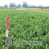 批發冬青樹苗 冬青小苗 大葉黃楊 金邊冬青 北海道 綠籬 四季常青