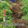 批發工程綠化小苗 綠葉繡線菊價格優質的繡線菊株高30公分以上